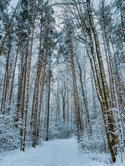 Snowy winter forest with a line of beautiful pine tree trunks along a white snowy path.