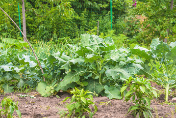 Fototapeta na wymiar Organic garden concept; various vegetables (cabbage, pepper) in the bed in summer garden