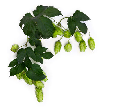 Branches of hop ( Humulus ) with hop cones on a white background with space for text. Top view, flat lay