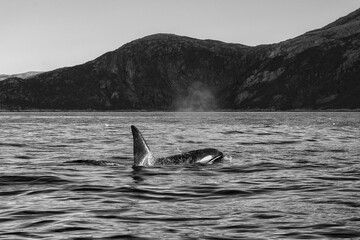 Orca in norway in black and white; wallpaper; poster