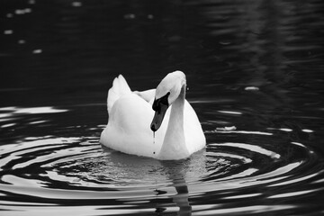 swan in black and white.