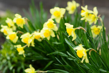 Obraz premium Yellow daffodils in garden , selective focus, spring flowers