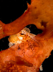 Juvenile Octopus macropus on Alga, Alghero,  (Sardinia), Italy (Mediterranean sea) © antasfoto