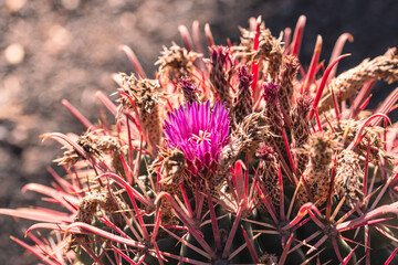 Magenta Flower And Buds On A Small Barrel Cactus