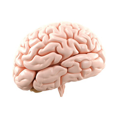 Realistic human brain on white or transparent background. 3D Medically accurate brain lobe. PNG. side view. 