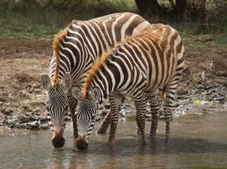 Fototapeta na wymiar Zebras at a watering hole at Lake Manyara