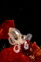 Juvenile Octopus macropus on Alga, Alghero,  (Sardinia), Italy (Mediterranean sea) © antasfoto