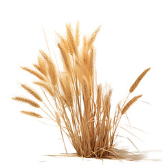Fototapeta premium wheat branches design on isolated transparent background