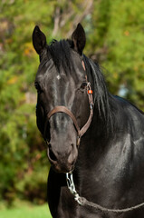 Black breeding horse, Portrait, La Pampa Province, Patagonia, Argentina.