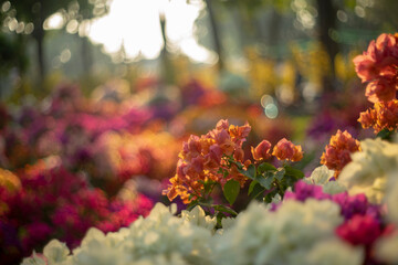  Close-up of yellow flowering plant,Closeup Group of Yellow Bougainvillea Flowers Isolated on Background,Close-up of pink bougainvillea glabra plant