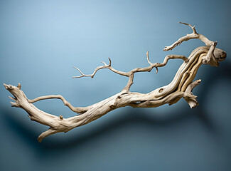 Dry tree twigs or Dead tree. Minimal background for summer concept