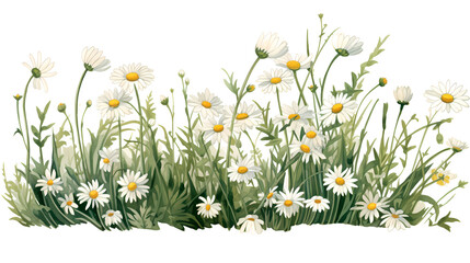 Clipart of chamomile on white background