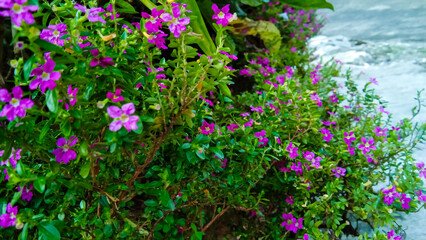 The Mexican Heather or Cuphea hyssopifolia