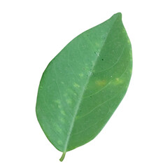 Green Leaf elements without background