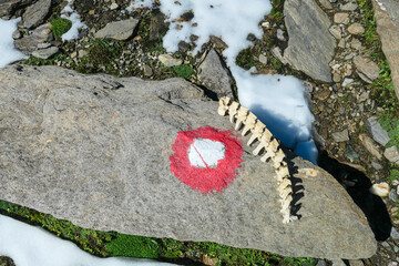 Trail mark on rock and bone of wild animal along snow covered hiking trail near Feldseekopf in...