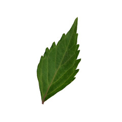 Green Leaf elements without background