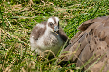 A Cape Barren goslin (Cereopsis novaehollandiae) also known as a pig goose, keeps close to its much larger mother. ..