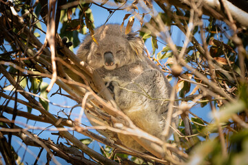 A fluffy koala (Phascolarctos cinereus) keeps a sleepy watch from high in a tree. Although sometimes called a koala bear, they are a marsupial only found in Australia...