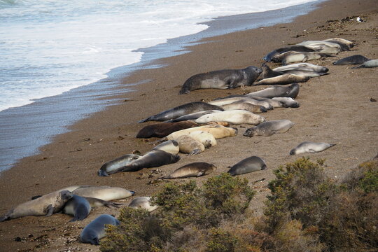 Valdes;
Peninsula Valdes;
animali marini;
leoni marini;
Patagonia: