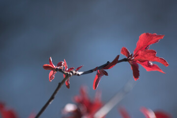 hojas rojas de una planta