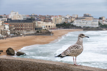 Mouette à Biarritz