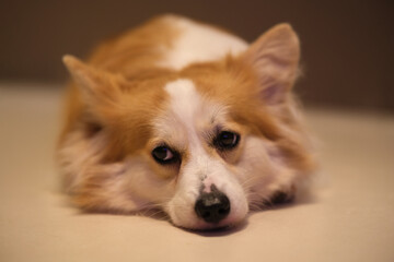 front of one cute corgi pet dog lying on the floor, looking away. Indoor at night