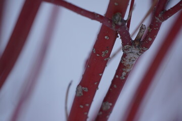 Macro of Red Twig Dogwood branch, white spots on branch, grey background
