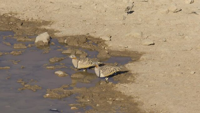 Males Black-bellied sandgrouse (Pterocles orientalis) drinking water from a spring in the desert