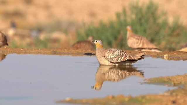 Male Crowned Sandgrouse (Pterocles coronatus) drinking water in the desert and flying away
