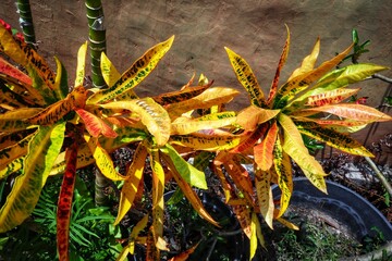 Plants of long-leaved orange croton flowers in pots in the yard. © Hazarlin