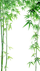 Bamboo and leaves on transparent background PNG