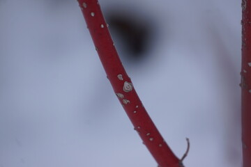 Macro of Red Twig Dogwood branch, white spots on branch, grey background