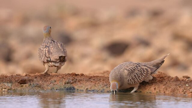 Male Crowned Sandgrouse (Pterocles coronatus) drinking water in the desert