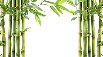 Fototapeta na wymiar bamboo leaves png