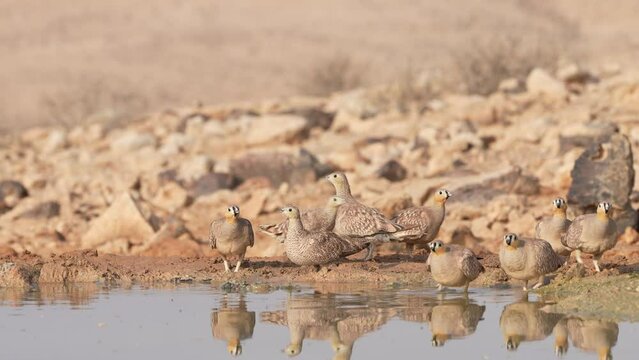 Flock of Crowned Sandgrouse (Pterocles coronatus) drinking water in the desert
