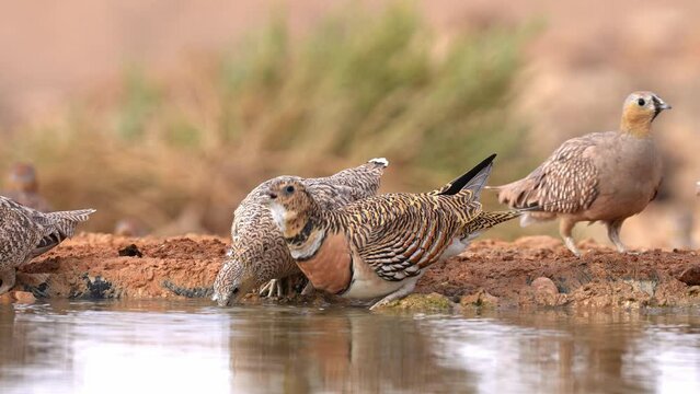 Flock of Pin-tailed sandgrouse (Pterocles alchata) and Crowned sandgrouse (Pterocles coronatus) drinking water from a spring in the desert