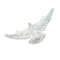 Flying white dove watercolor illustration. Christian.Symbol of peace. white Pigeon isolated on white backround