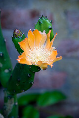 vistosa flor anaranjada de un cactus