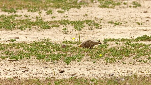 Spotted sandgrouse (Pterocles senegallus) eating seeds in the desert