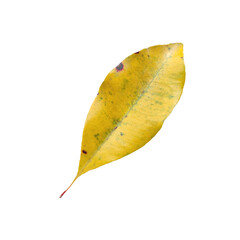Naklejka premium Old Leaf elements transparent background
