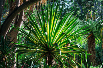 Tropical plants in the botanical garden. Plants growing in the rainforest 