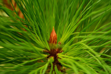 Pine tree in Ramkhamhaeng National Park or Khao Luang Sukhothai