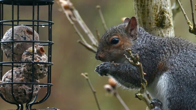 (Eastern) Grey Squirrel (Sciurus carolinensis) in the rain, feeding on fat balls in a garden bird feeder. February, Kent, UK.