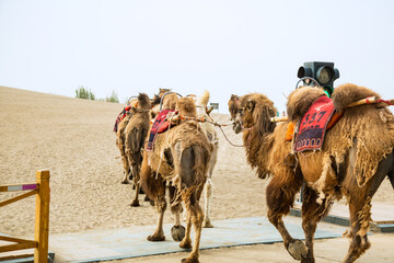 Mingsha Mountain, Dunhuang City, Gansu Province-Camels in the Desert
