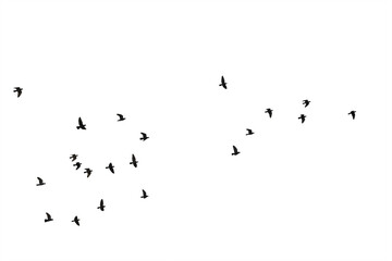 Flocks of flying pigeons isolated on white background. Save with clipping path.
