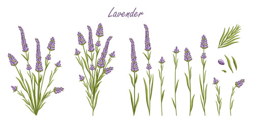Lavender flowers set. French Provence floral herbs with purple blooms. Botanical vector illustration isolated on white background. - obrazy, fototapety, plakaty