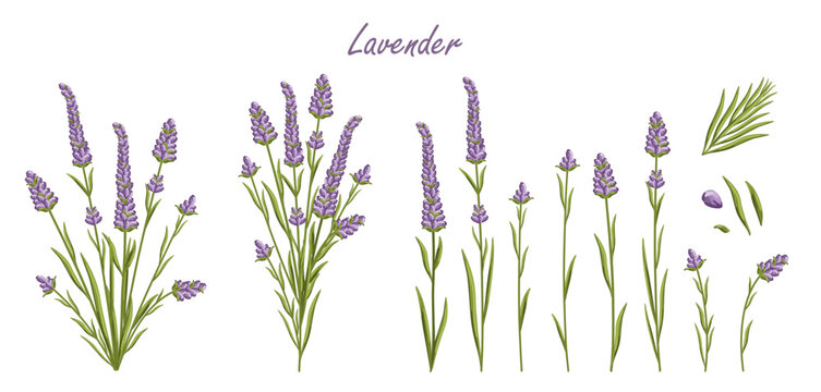 Lavender flowers set. French Provence floral herbs with purple blooms. Botanical vector illustration isolated on white background.