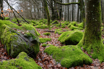 Die grünen Tupfen im Wald, Moosbewachsene Basaltsteine zwischen alten Bäumen ,erzeugen im Wald...