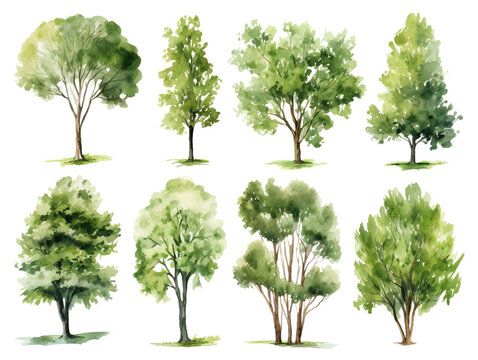 Set of Watercolor trees collection on white or transparent background