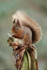 squirrel eating nut © Gordon